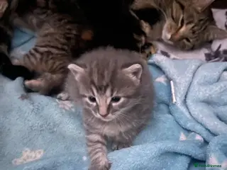 Mixed Breed cats Beautiful Bengal x British short hair Kitten's - Advert 19