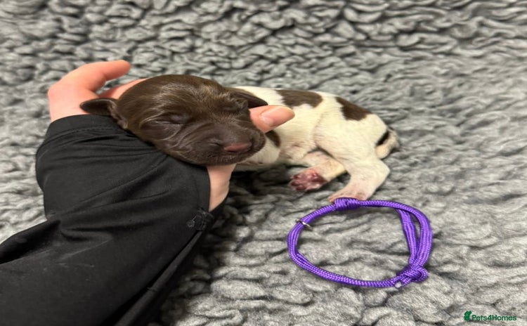 German Shorthaired Pointer dogs - Advert 3