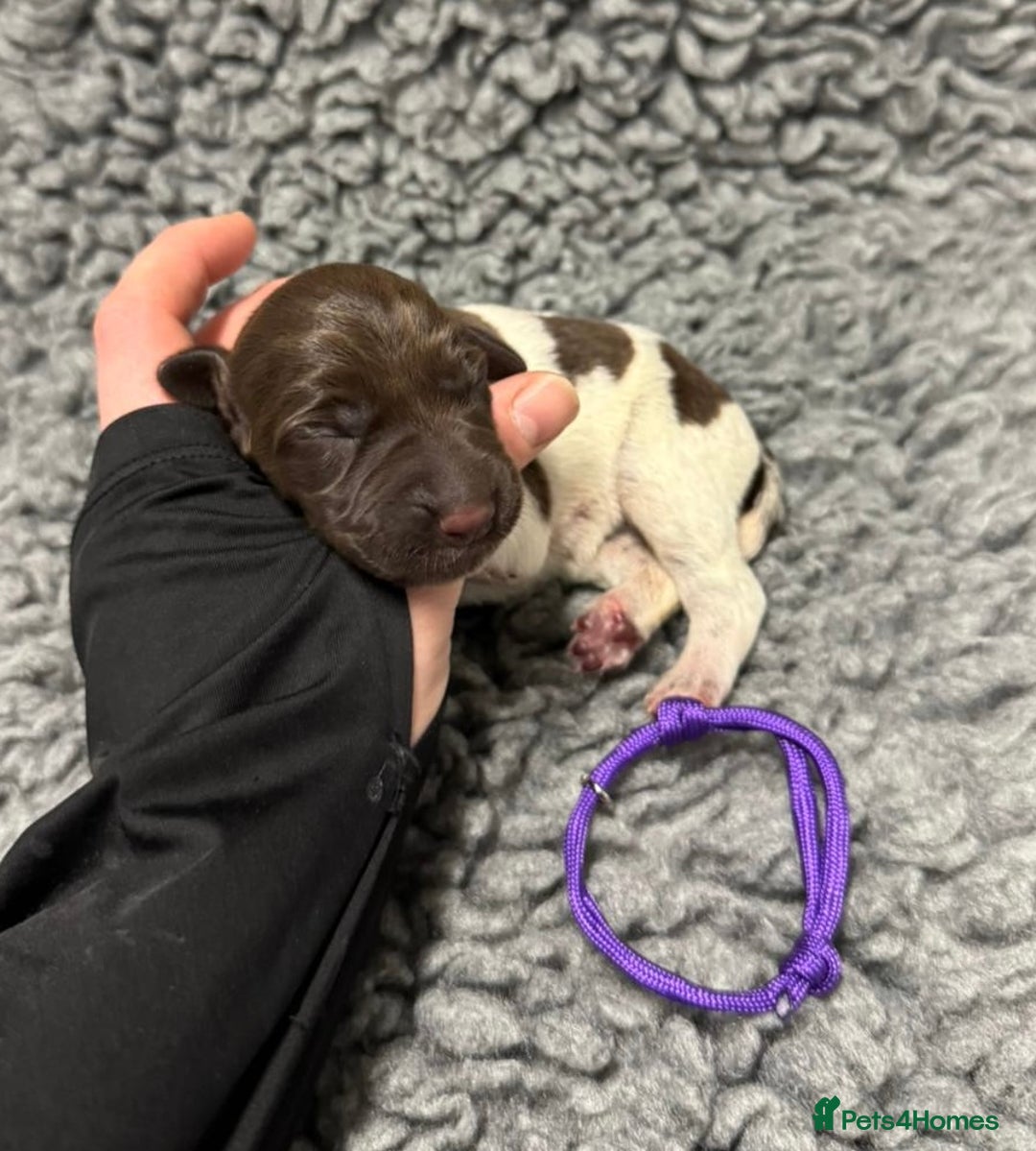 German Shorthaired Pointer dogs for sale: German Short Haired Pups - Serbian Blood Lines - Image 10