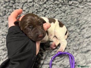 German Shorthaired Pointer dogs - Advert 1