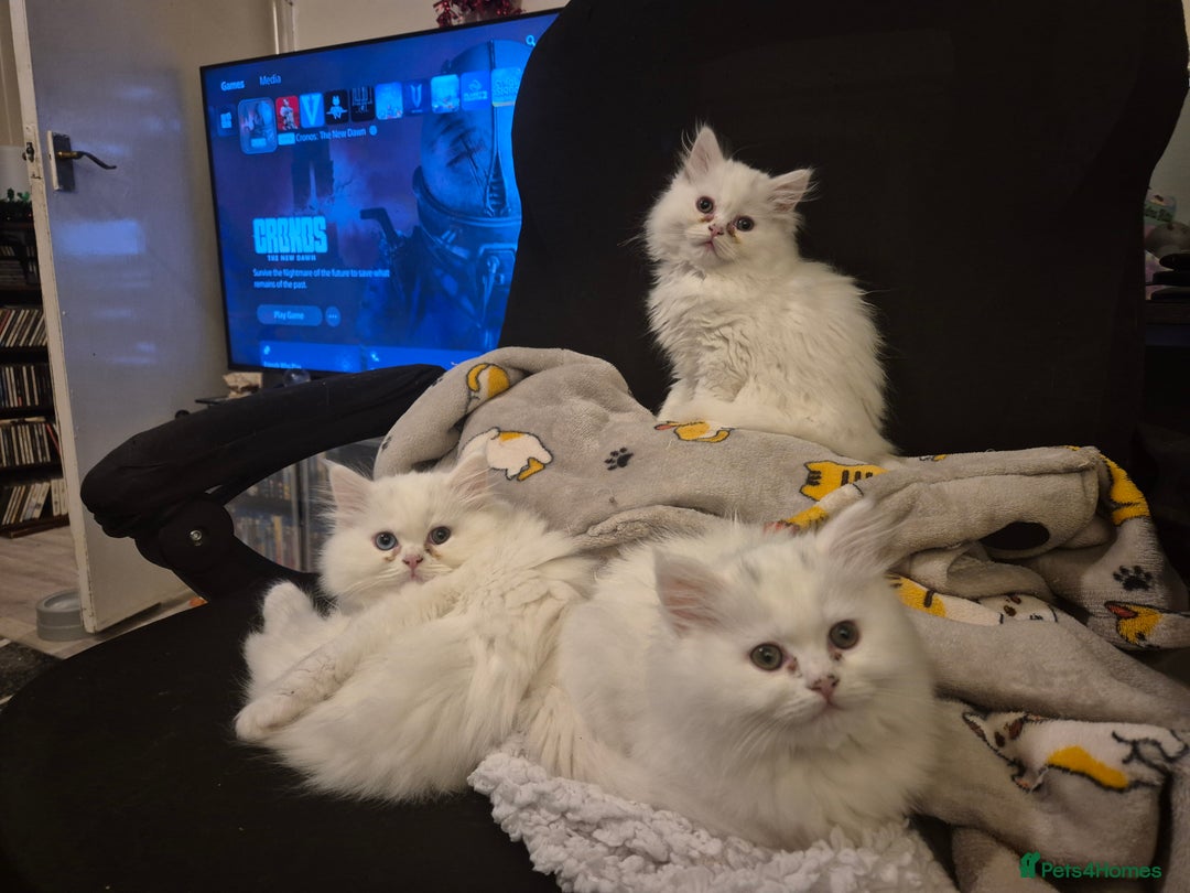 Mixed Breed cats for sale: Persian X Ragdoll Kittens Ready For Forever Homes! - Advert 7