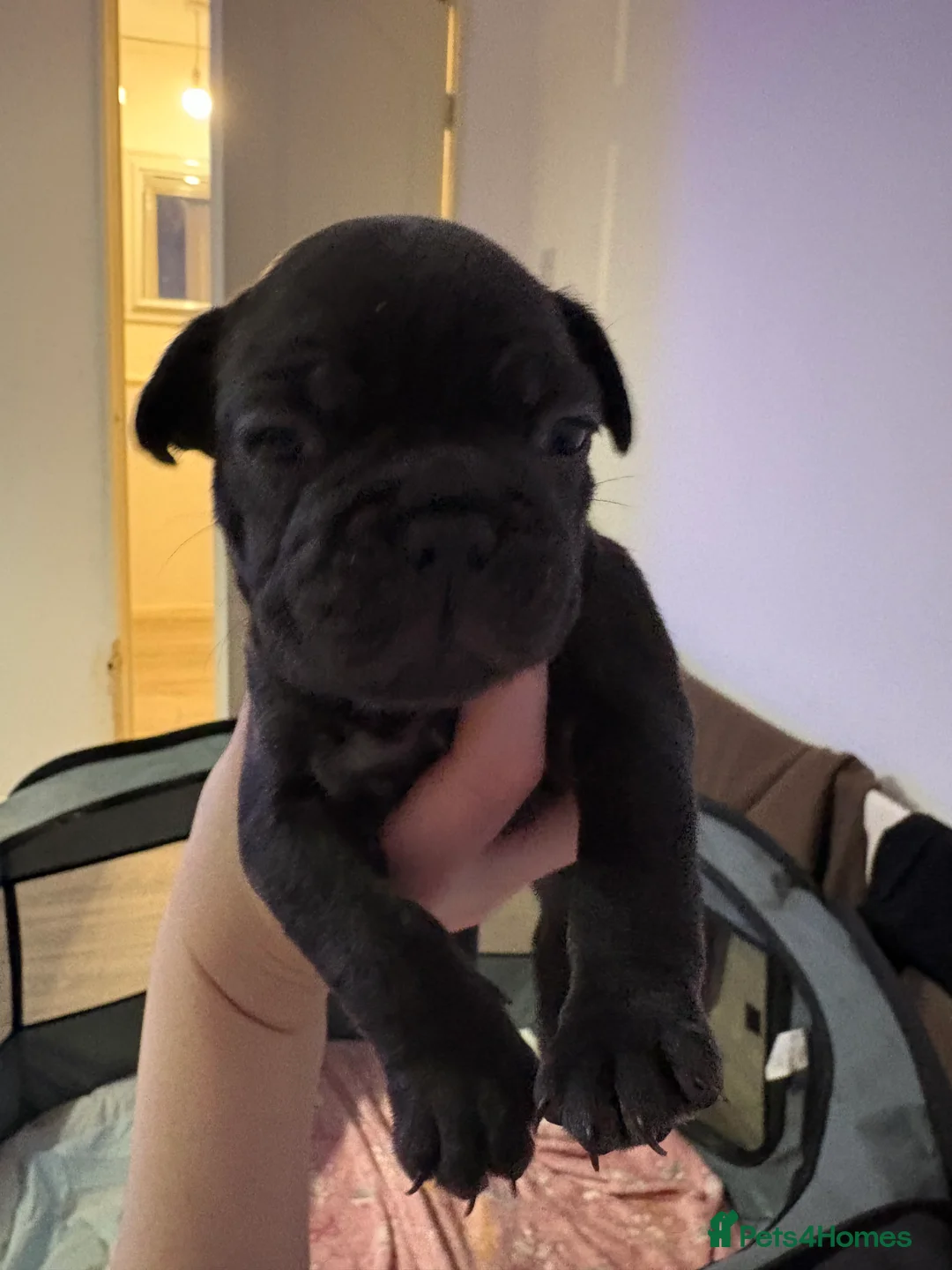 French Bulldog dogs for sale: French Bulldog Puppies - Advert 11