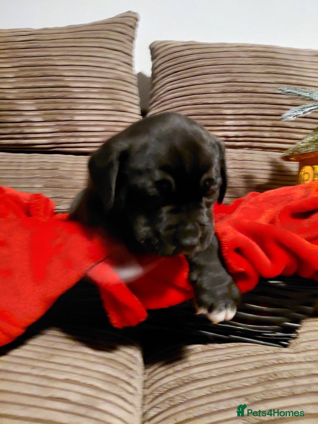 Presa Canario dogs for sale: Beautiful presa canario X alpha blue blood bulldog - Advert 1