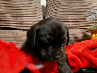 Presa Canario dogs Beautiful presa canario X alpha blue blood bulldog - Advert 10