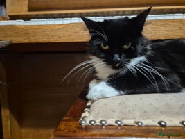 Mixed Breed cats - Advert 6