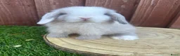 Mini Lop rabbits for sale: 🥰😍Stunning purebred mini lops ready to reserve  - Advert 16
