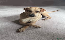 Mixed Breed dogs for adoption: Coco – 5 years old, Female, Possibly Lab Mix  - Image 2