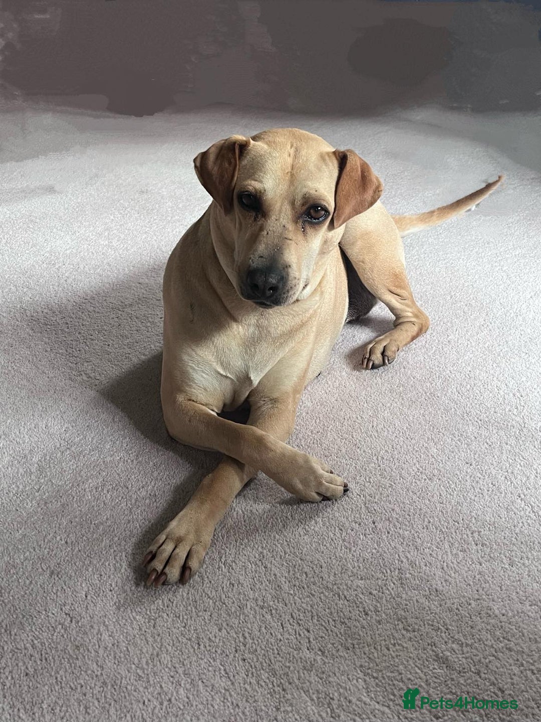 Mixed Breed dogs for adoption: Coco – 5 years old, Female, Possibly Lab Mix  - Image 2