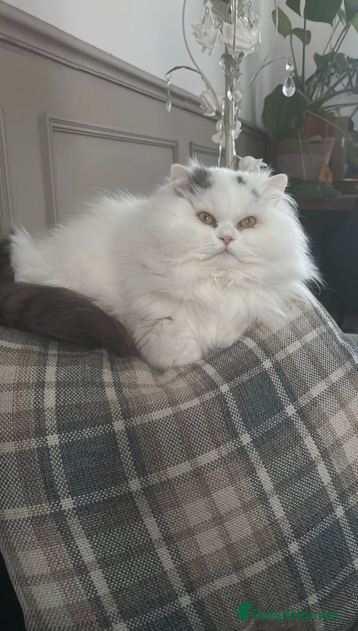 Persian cats Beautiful Persian Chinchilla Cat: Theodore - Advert 2