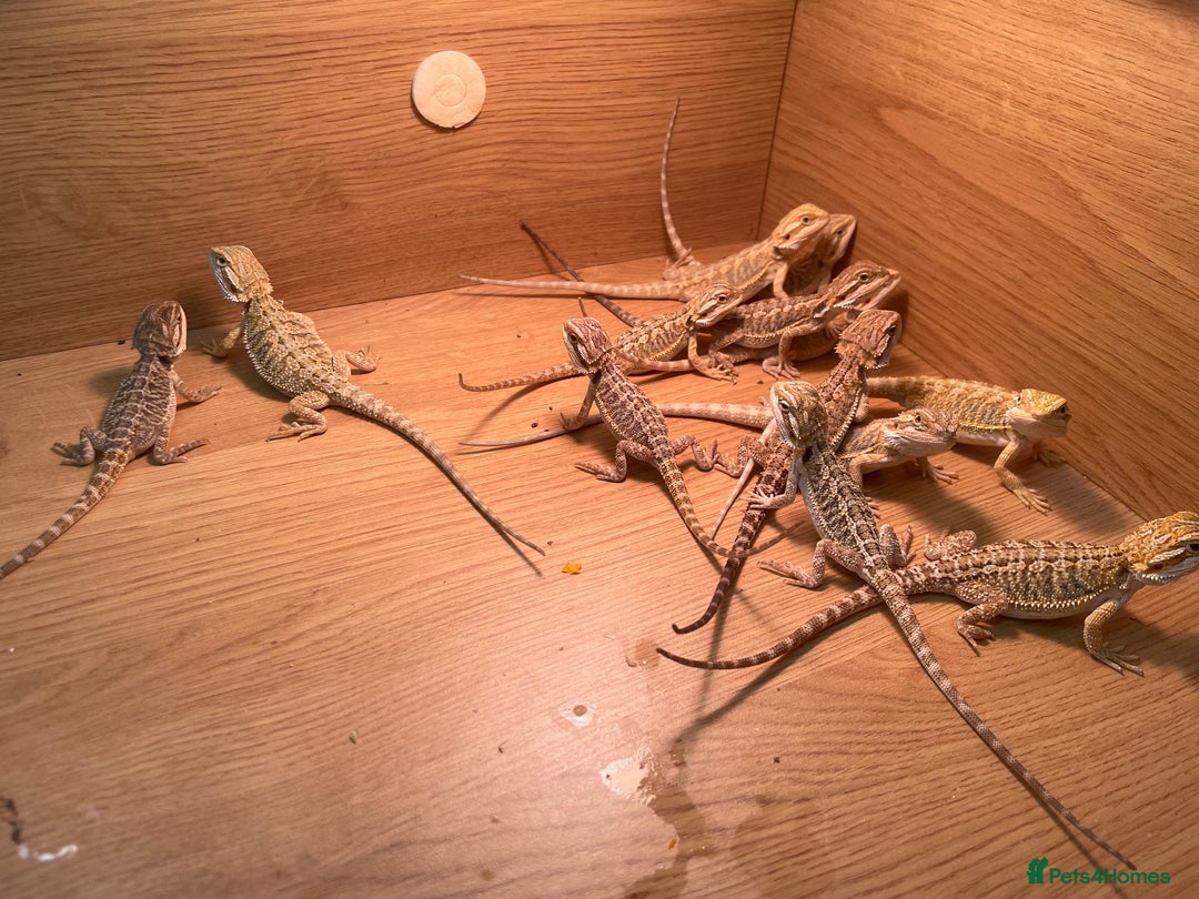 Bearded Dragon reptiles for sale: Hypo Baby Bearded Dragons - Image 7