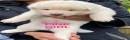 Akita dogs for sale: Beautiful Japanese Akita Puppies - Advert 11