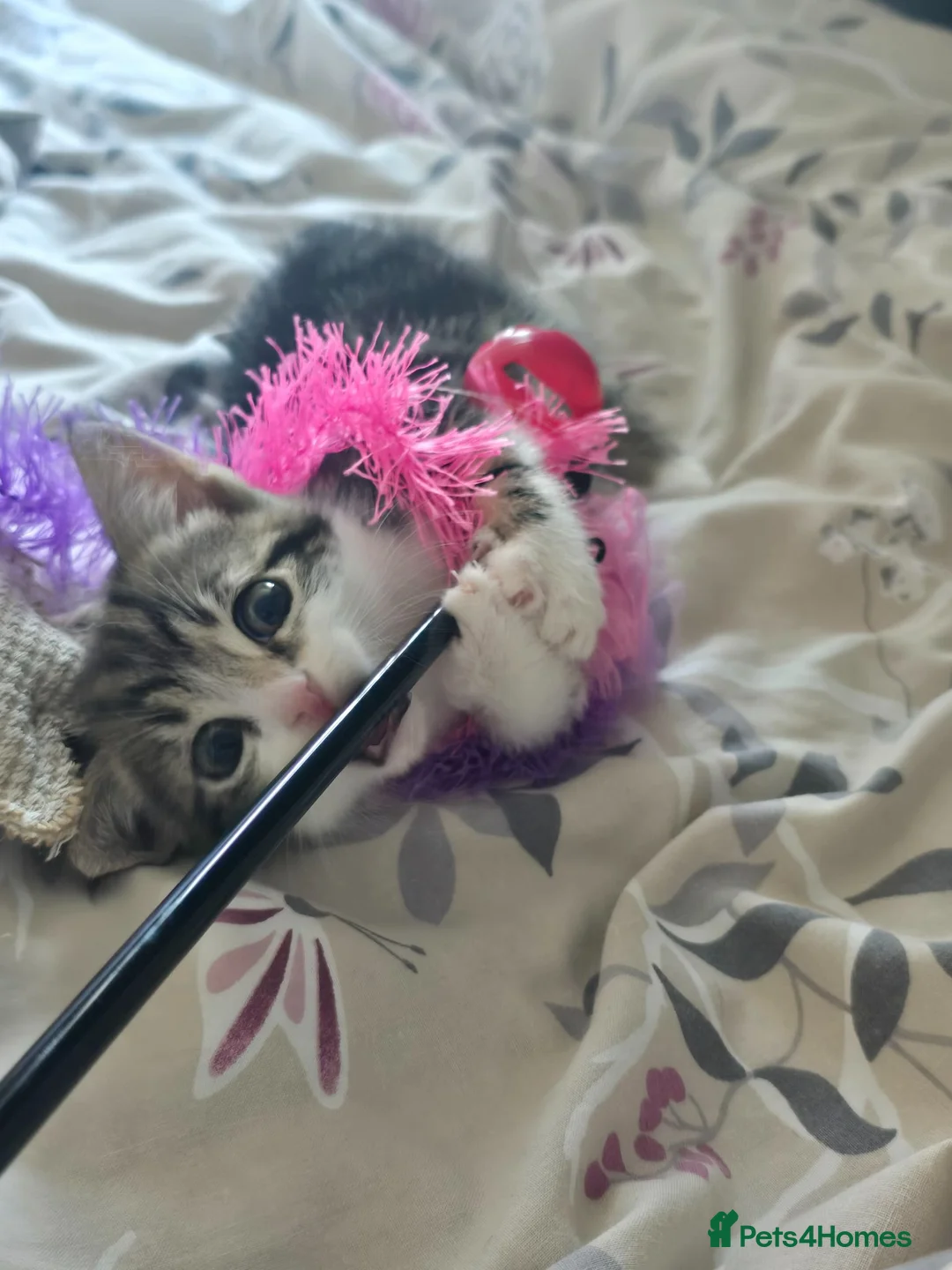 Mixed Breed cats for sale: 3 month old kitten ready for new home in Hull - Advert 2