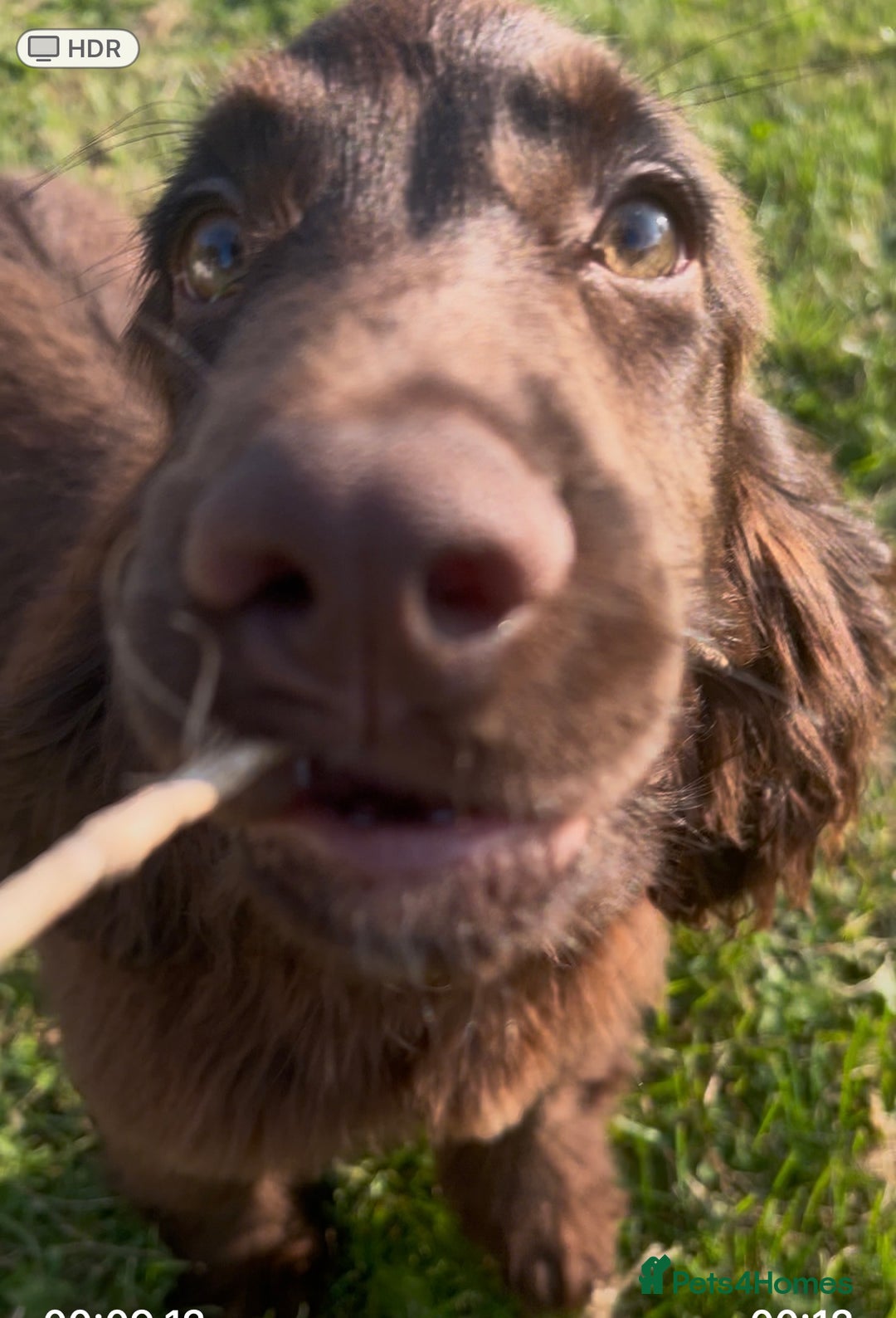 Sprocker dogs for sale: Chocolate Sprocker Spaniels last Girl   in Goole - Image 11
