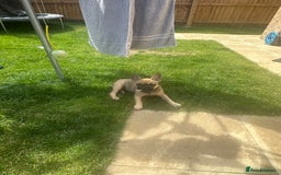French Bulldog dogs for sale: French Bulldog  - Image 3