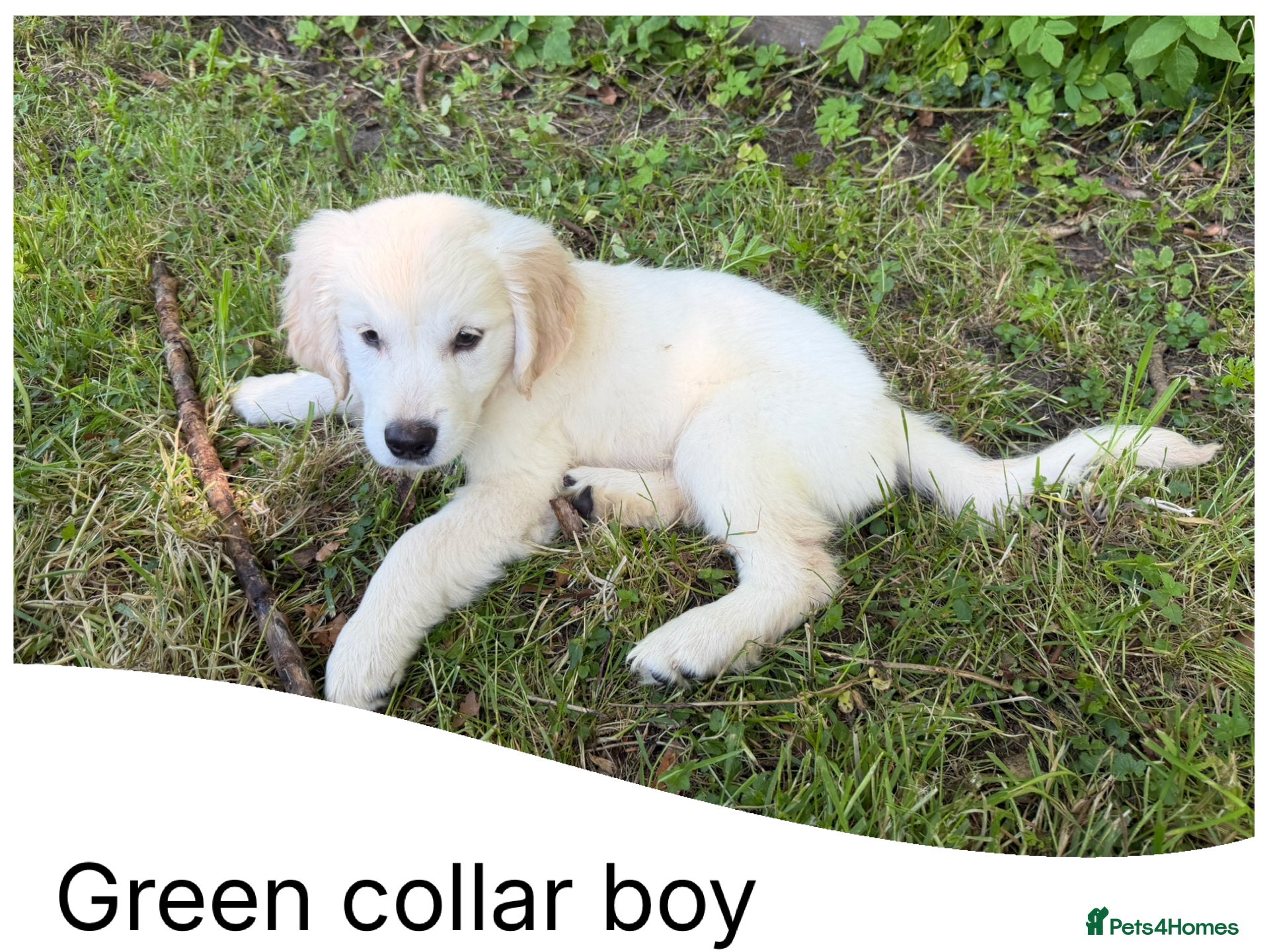 Golden Retriever dogs KC Registered Golden Retriever Pups  - Advert 1