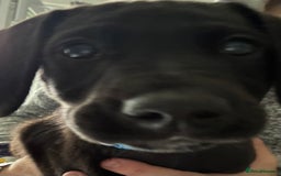 Mixed Breed dogs for sale: Puppy for sale - Image 7
