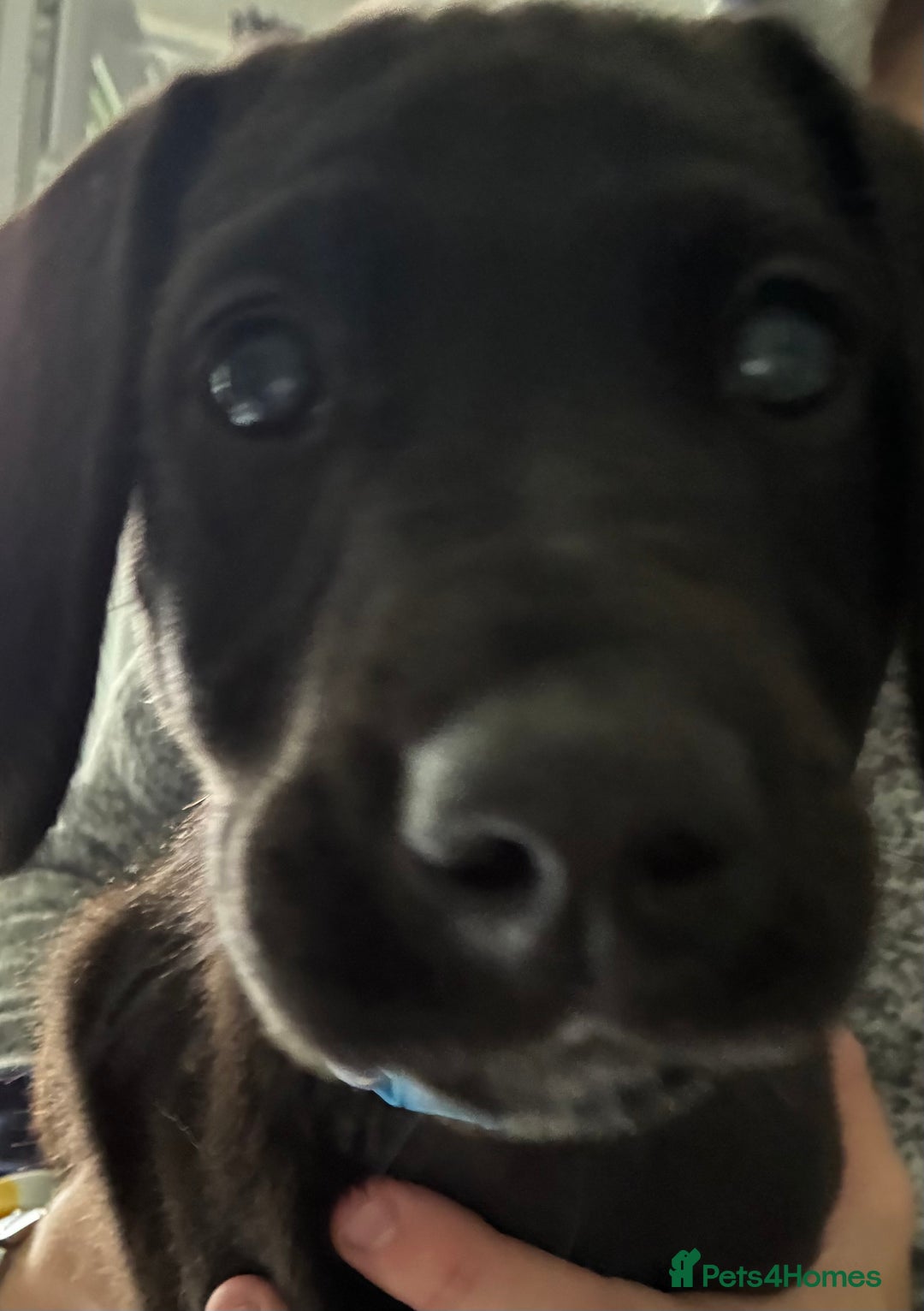 Mixed Breed dogs for sale: Puppy for sale - Image 7