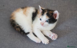 Mixed Breed cats for sale: 4 LOVEY CATS in ESSEX - 2 MALE & 2 FEMALE  - Image 4