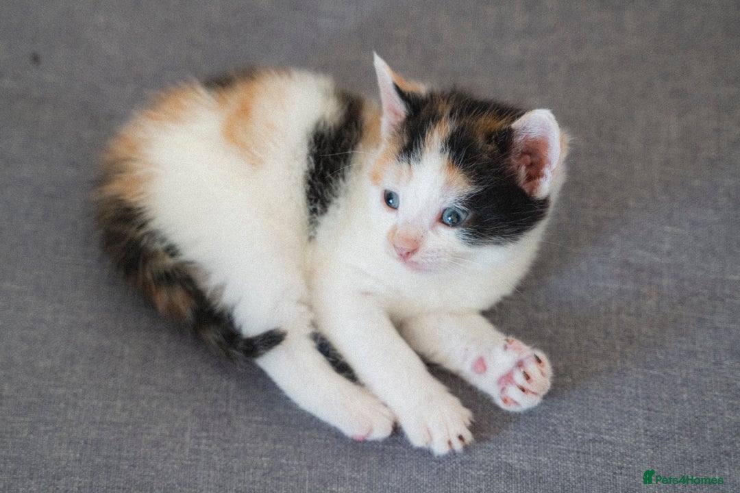 Mixed Breed cats for sale: 4 LOVEY CATS in ESSEX - 2 MALE & 2 FEMALE  - Image 4
