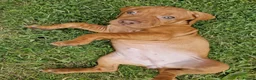 Hungarian Vizsla dogs for sale: READY TO LEAVE ,. 4 Beautiful girls left. - Advert 19