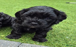 Cavapoo dogs for sale: Cavapoo puppies available from 27.9.25 - Image 7