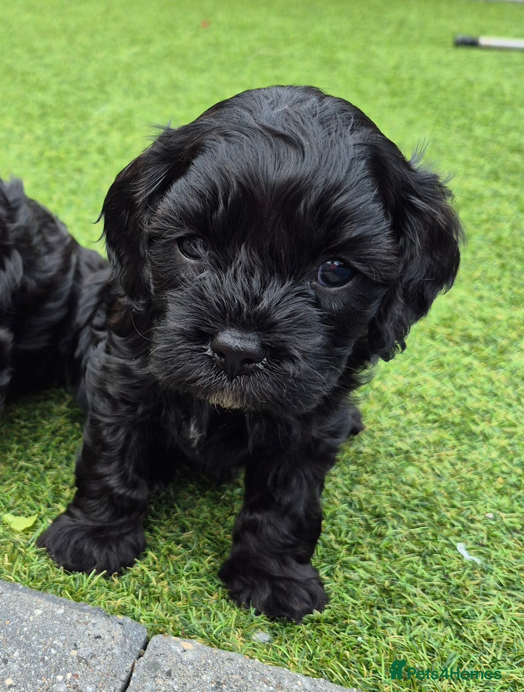 Cavapoo dogs for sale: Cavapoo puppies available from 27.9.25 - Image 7