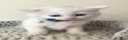 Ragdoll cats for sale: Beautiful Ragdoll kittens  - Advert 11