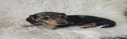 Miniature Dachshund dogs for sale: KC Silver dapple & cream boy. ready now  - Advert 4