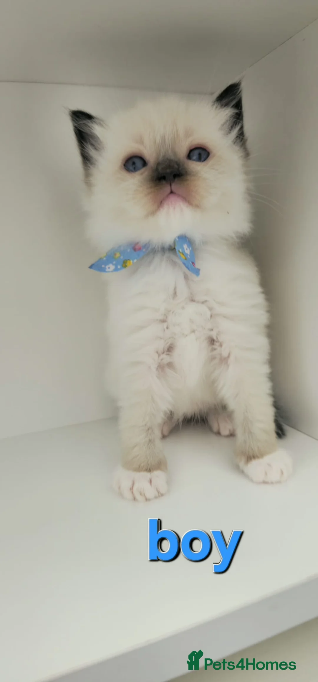 Ragdoll cats for sale: Purebreed ragdoll kittens  - Advert 6