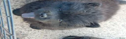 Chow Chow dogs for sale: 🥰 stunning litter due to leave 7th of September  - Advert 7