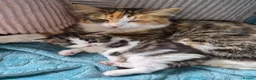 Mixed Breed cats for sale: Norwegian Forest Cat X Kittens  - Advert 11