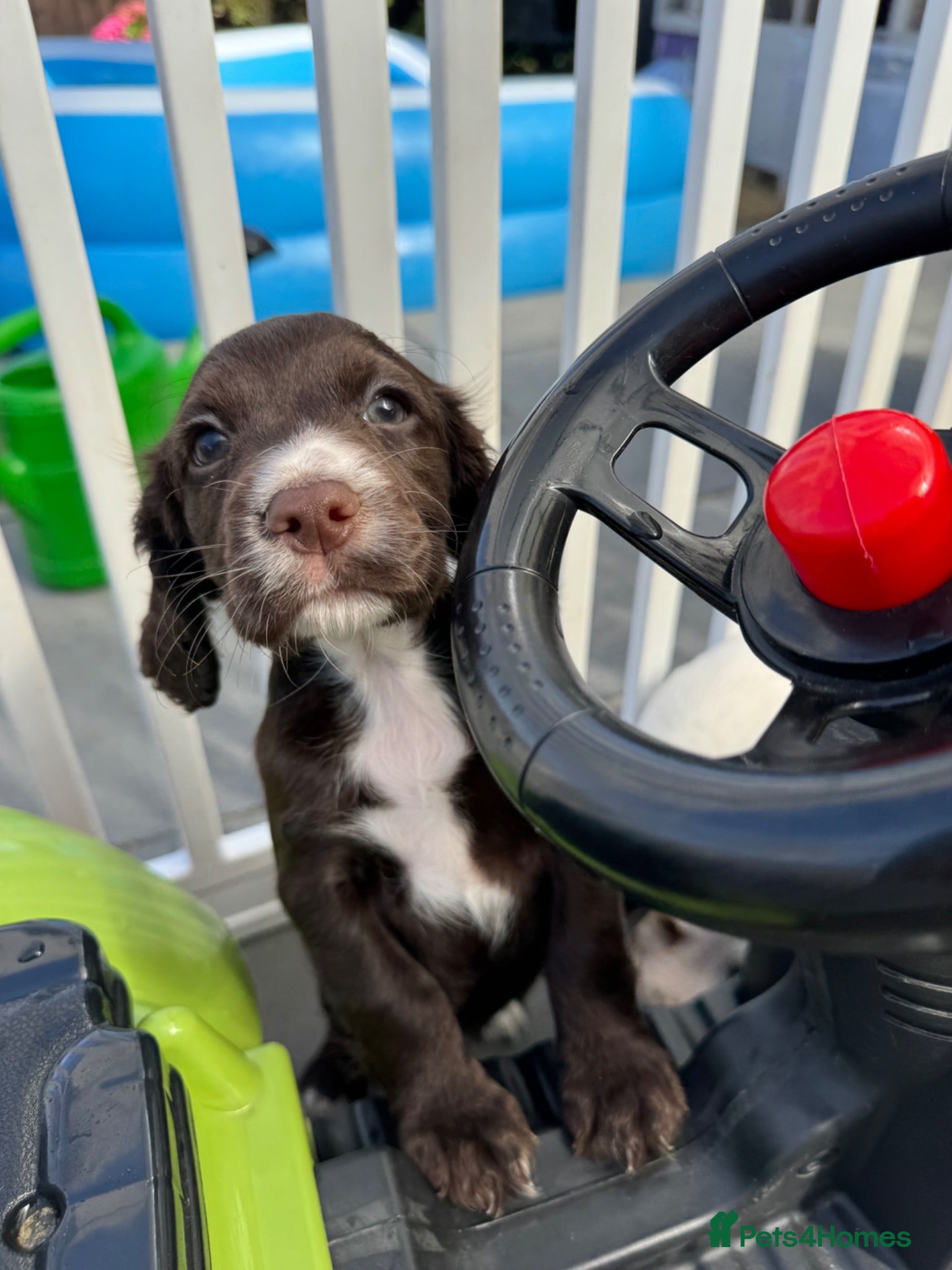 Cocker Spaniel dogs Cocker spaniel pups health tested with waggy tails - Advert 1