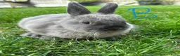 Netherland Dwarf rabbits for sale: Netherland Dwarf Rabbits For Sale  - Advert 9