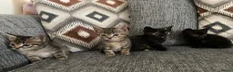 Mixed Breed cats for sale: 10 weeks old kittens 2 tabby 1 black  - Advert 1