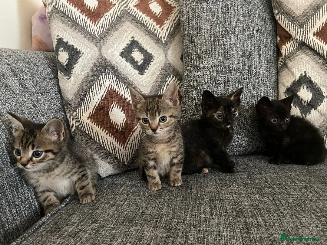 Mixed Breed cats for sale: 10 weeks old kittens 2 tabby 1 black  - Advert 1