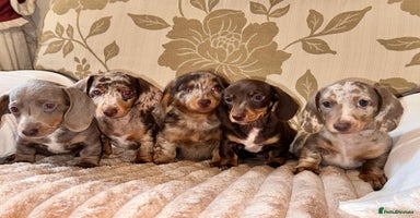 Dachshund dogs - Advert 12