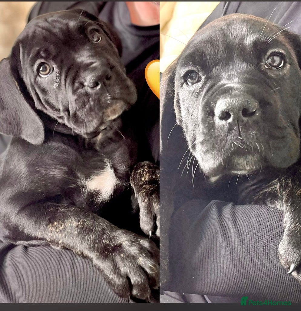 Cane Corso dogs Cane Corso Puppies Full pedigree  - Advert 3