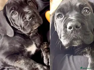 Cane Corso dogs Cane Corso Puppies Full pedigree - Advert 3