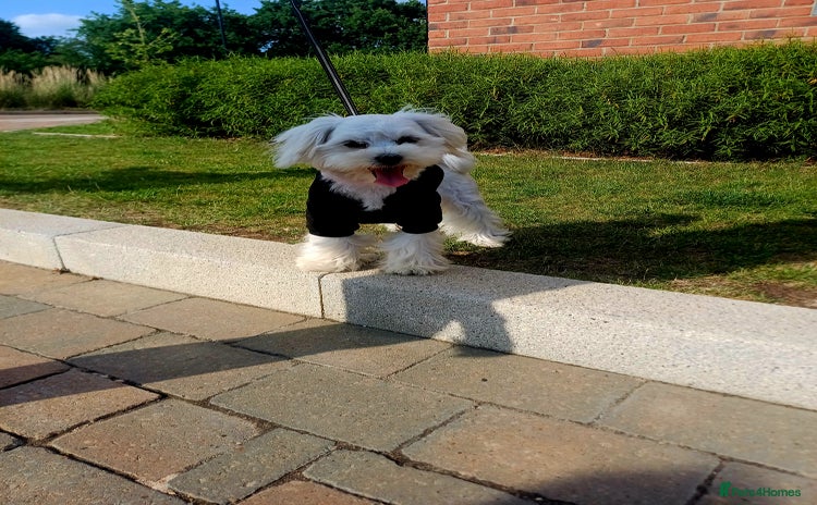 Maltese dogs - Advert 3