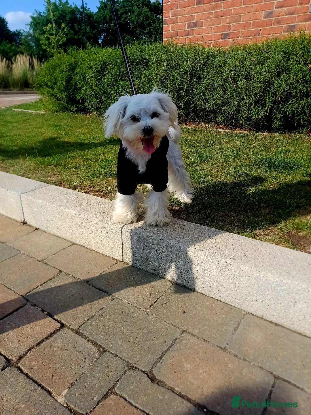 Maltese dogs for stud: New Adroble boy only for stud whit baby face :) - Advert 2