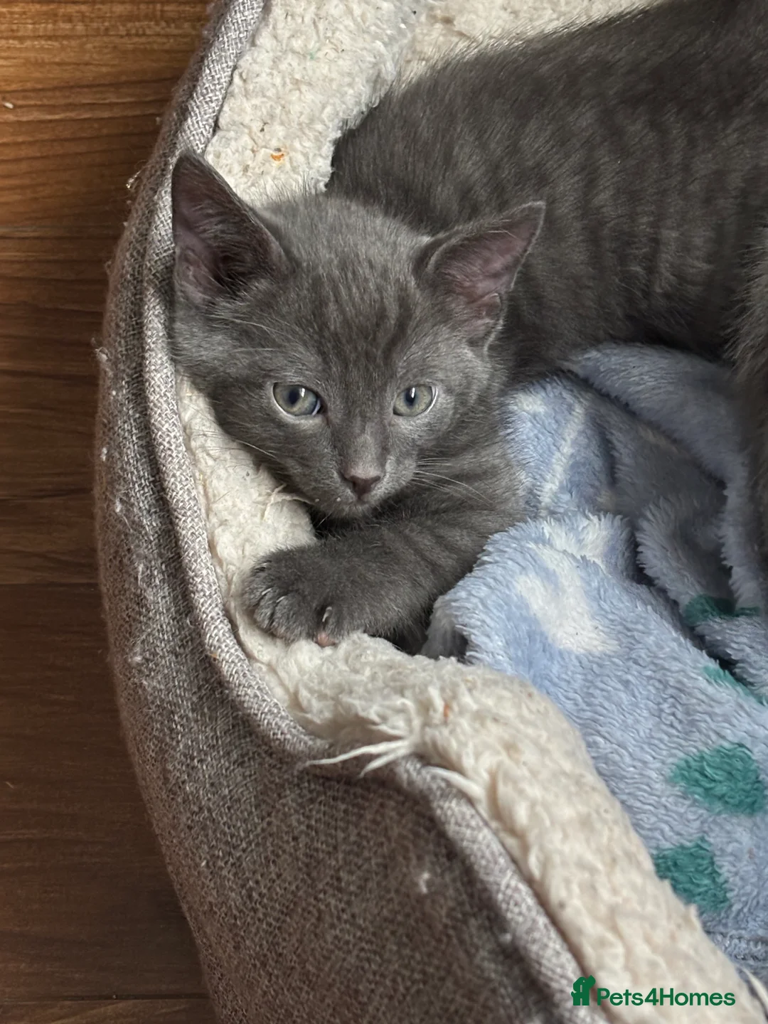 Domestic Shorthair cats for sale: Beautiful grey kittens available from 15 February  - Advert 14