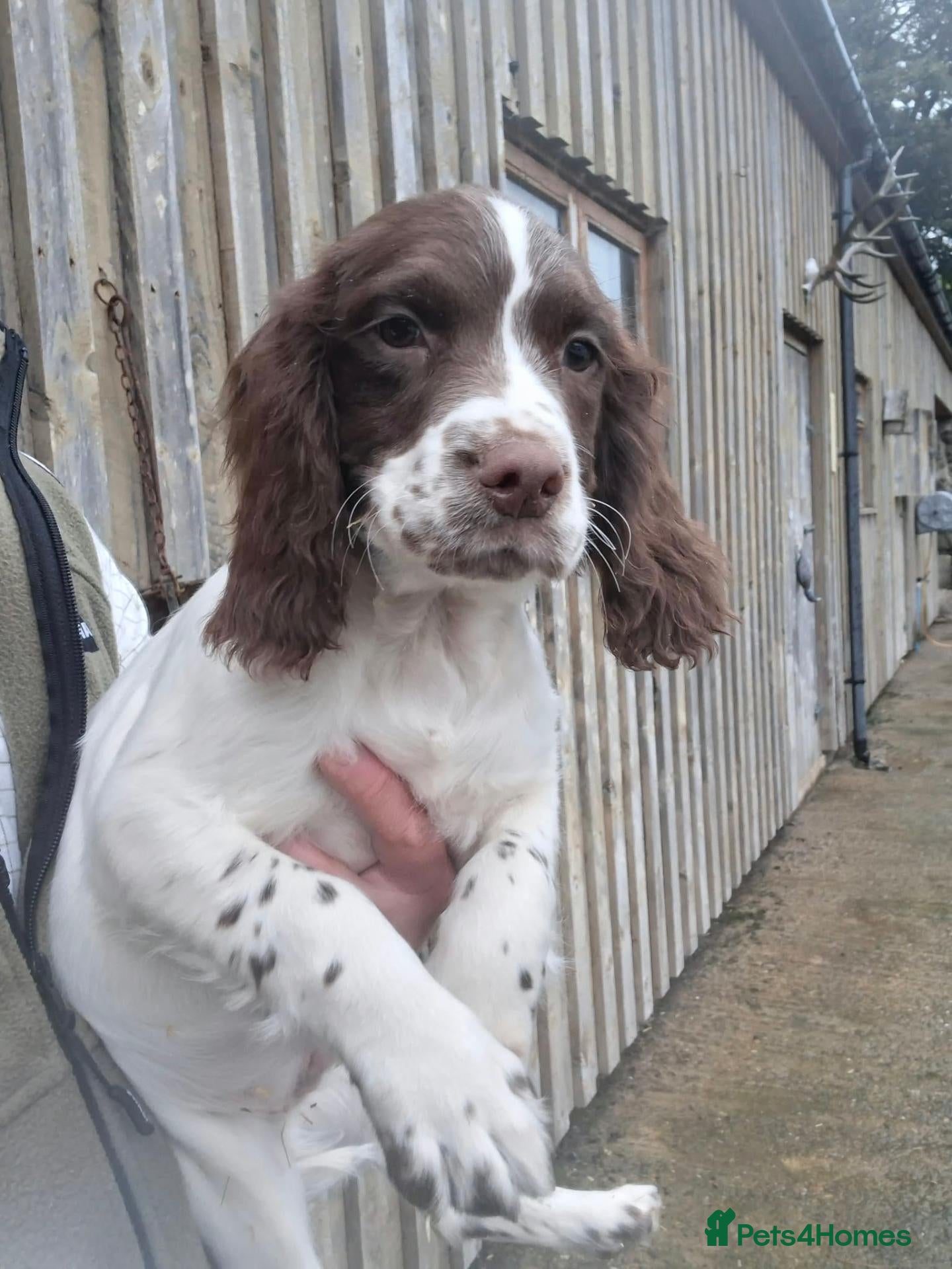 English Springer Spaniel dogs English springer spaniel puppies - Advert 2