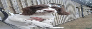 English Springer Spaniel 1