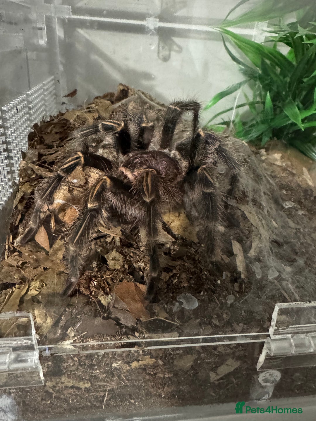 Tarantulas invertebrates for sale: Grammostola pulchripes - Image 2