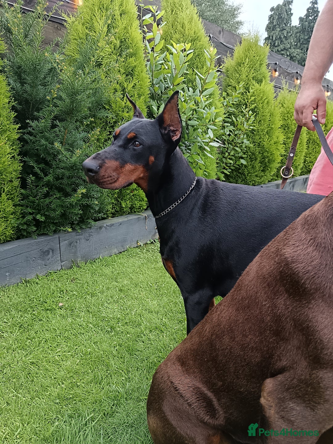 Dobermann dogs for sale: EUROPEAN DOBERMAN PUPPIES in Walsall - Image 11