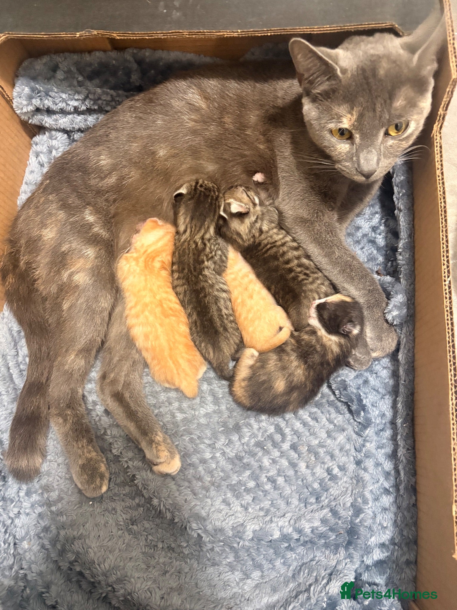 Mixed Breed cats 5 kittens waiting to be homed  - Advert 2