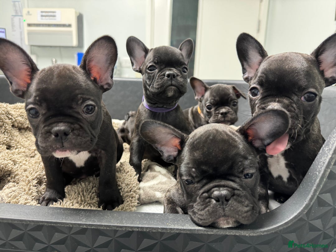 French Bulldog dogs for sale: French puppies  - Advert 29