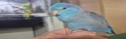 Parrots birds for sale: Parrotlet Male - Advert 3