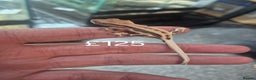 Gecko reptiles for sale: Crested geckos - Advert 5