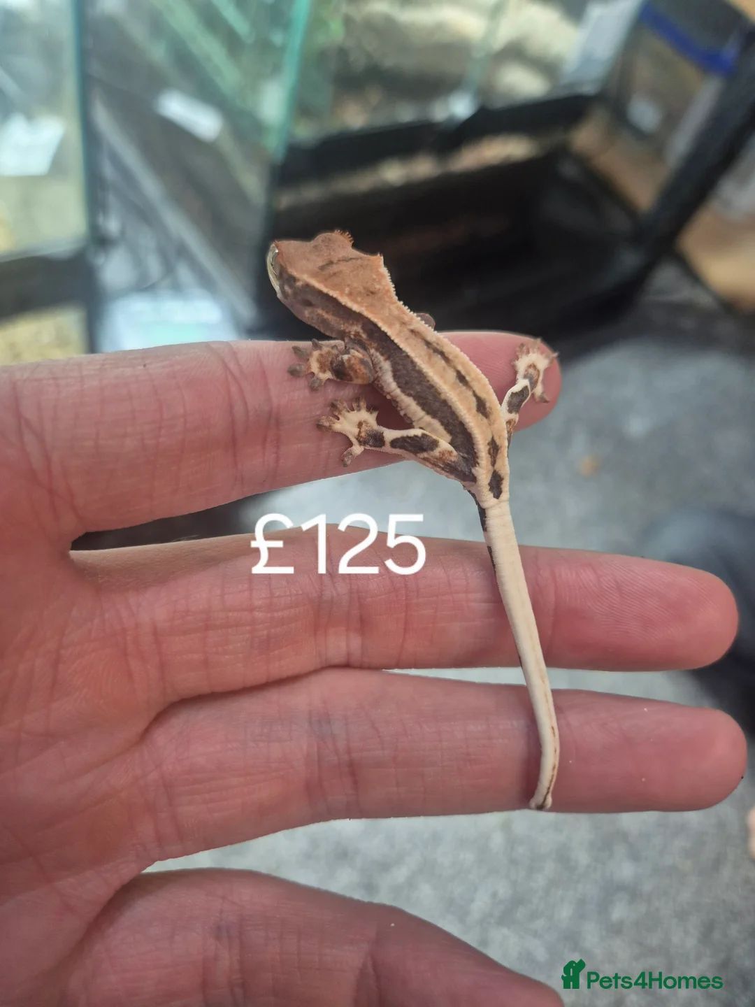 Gecko reptiles for sale: Crested geckos - Advert 4